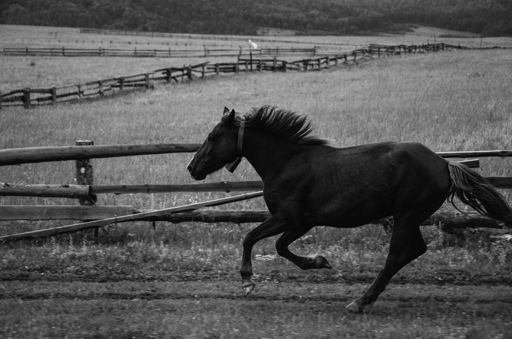 Amanda Marshall’s “Dark Horse”: Song Meaning, Young Love, and the Beauty of Risk